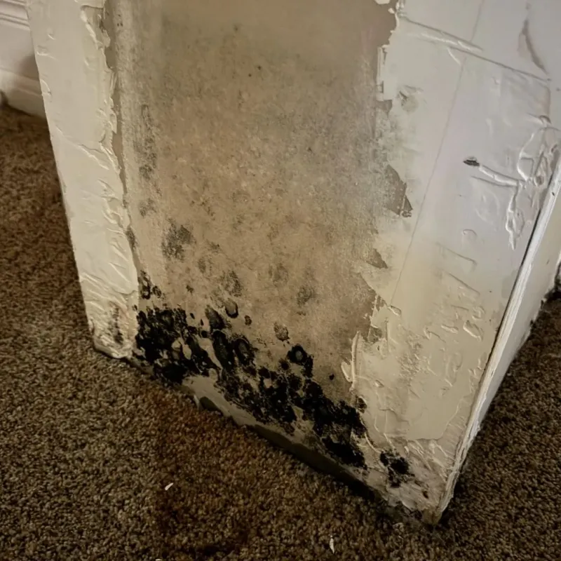 Professional Mold Removal in Montrose, VA